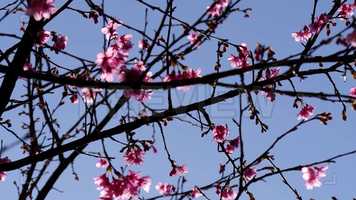 Free download Sakura Tree Stock Video video and edit with RedcoolMedia movie maker MovieStudio video editor online and AudioStudio audio editor onlin