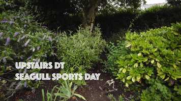 Free download Seagulls Sports day video and edit with RedcoolMedia movie maker MovieStudio video editor online and AudioStudio audio editor onlin