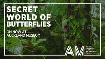 Free download Secret World of Butterflies Exhibition (Auckland Museum SAT 9 JUN 2018 - SUN 17 FEB 2019) video and edit with RedcoolMedia movie maker MovieStudio video editor online and AudioStudio audio editor onlin