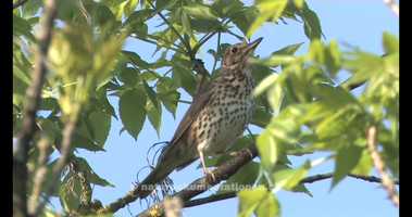 Free download Song Thrush -1 video and edit with RedcoolMedia movie maker MovieStudio video editor online and AudioStudio audio editor onlin