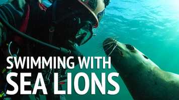 Free download Swimming with Sea Lions in British Columbia video and edit with RedcoolMedia movie maker MovieStudio video editor online and AudioStudio audio editor onlin