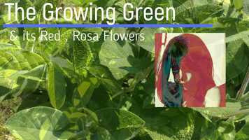 Free download The Growing Green  its Red, Rosa Flowers - the Pure One. by MMaM video and edit with RedcoolMedia movie maker MovieStudio video editor online and AudioStudio audio editor onlin