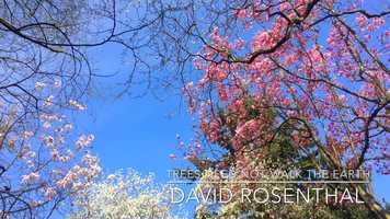 Free download Trees Need Not Walk the Earth, a poem by David Rosenthal (1919 Public Domain) video and edit with RedcoolMedia movie maker MovieStudio video editor online and AudioStudio audio editor onlin