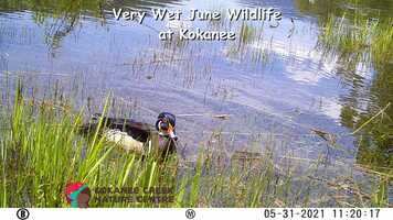 Free download Very Wet June Wildlife at Kokanee Creek video and edit with RedcoolMedia movie maker MovieStudio video editor online and AudioStudio audio editor onlin