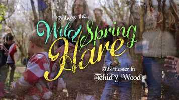 Free download Wild Spring Hare 2020 video and edit with RedcoolMedia movie maker MovieStudio video editor online and AudioStudio audio editor onlin