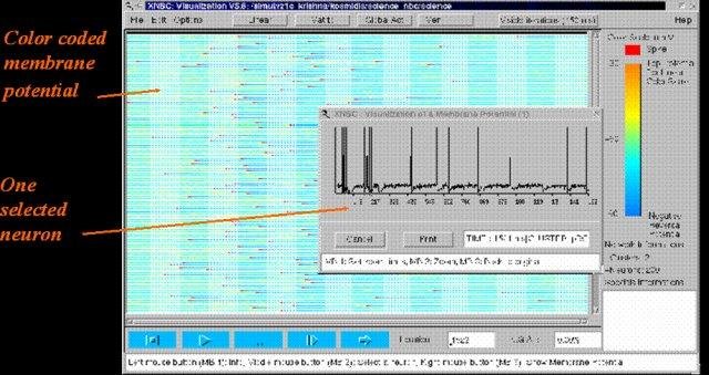 Download web tool or web app XNBC: neurobiology simulation tool