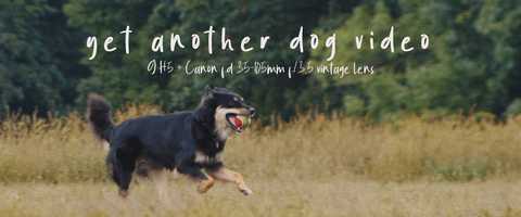 Free download Yet Another Dog Video video and edit with RedcoolMedia movie maker MovieStudio video editor online and AudioStudio audio editor onlin