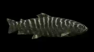 Free download GOLDEN TROUT HOUDINI PARTICLES COPY TO POINT ANIMATION GROWING video and edit with RedcoolMedia movie maker MovieStudio video editor online and AudioStudio audio editor onlin