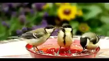 Free download Three Little Birds.mp4 video and edit with RedcoolMedia movie maker MovieStudio video editor online and AudioStudio audio editor onlin