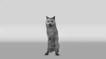 Free download Wolf animation video and edit with RedcoolMedia movie maker MovieStudio video editor online and AudioStudio audio editor onlin